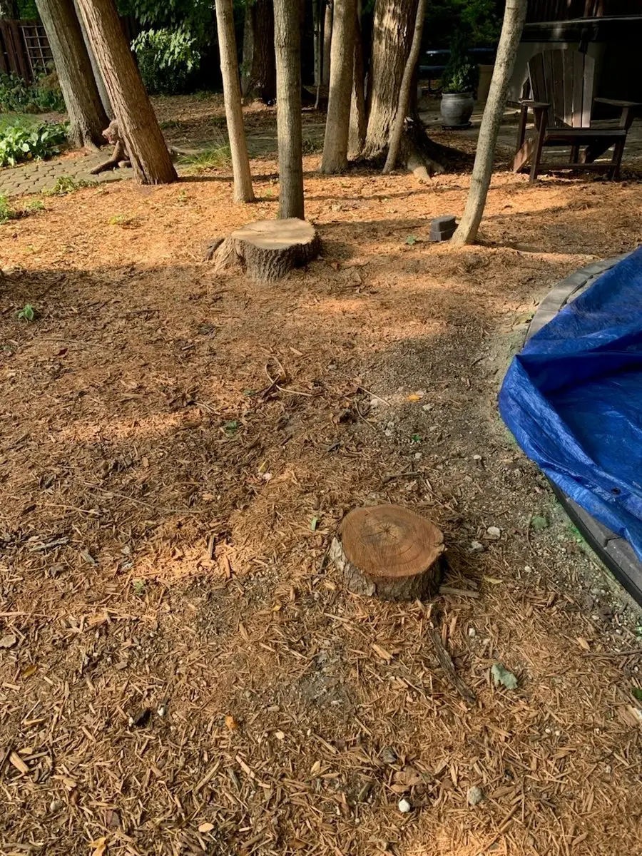 Two cut tree stumps in a mulched backyard bed among shade trees before stump grinding in South Central Indiana