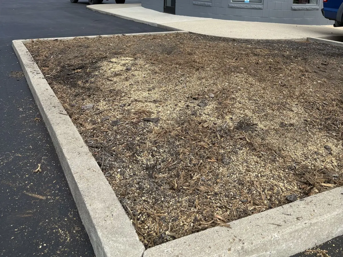 Same parking-lot island after stump grinding — stump gone, bed of grindings leveled between the curbs