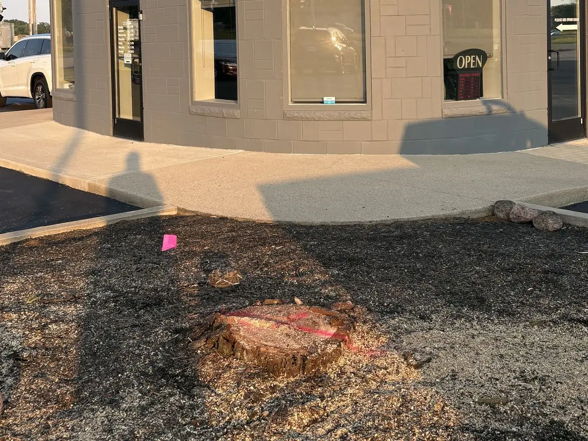 Large tree stump in a landscaped parking-lot island in front of a commercial building before stump grinding in South Central Indiana