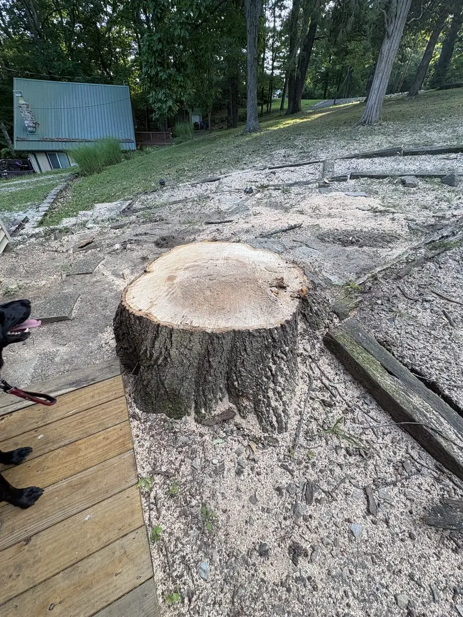 Same spot after the tree removal — large fresh-cut trunk cut low beside the deck with the yard cleaned up