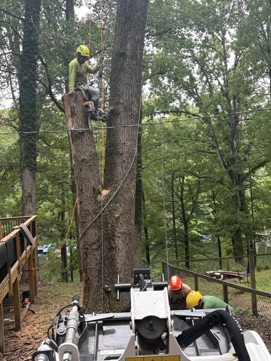 Climber in a harness with a chainsaw high in a tall hardwood tree during a tree removal beside a back deck in South Central Indiana