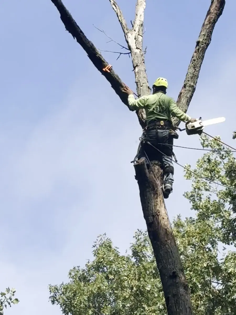 climber high in a dead tree leaning over two lake houses in Nineveh, Indiana, cutting a branch free with a chainsaw as it drops, then the camera pans down to the homes right below