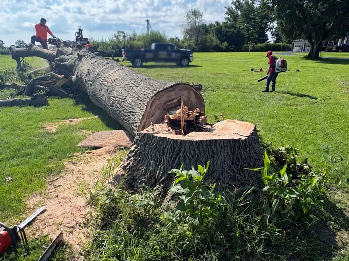 Huge fresh-cut stump and trunk of a 150-year-old tree in Franklin, Indiana while a crew member blows the lawn clean with a backpack blower