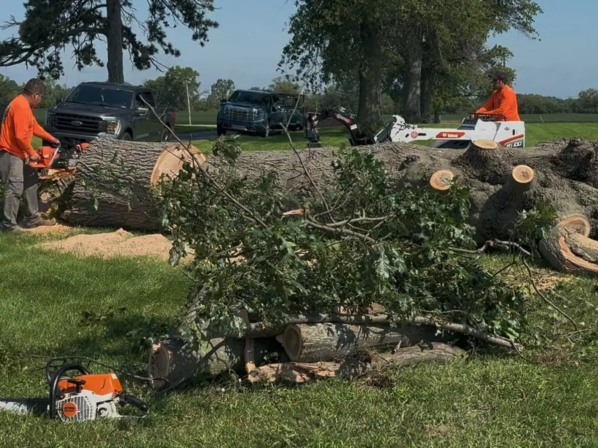 Crew cutting up the massive trunk and limbs of a felled 150-year-old tree with chainsaws and a compact loader on a large lawn in Franklin, Indiana
