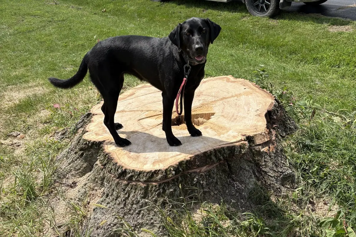 Reese the black Lab, company mascot of Brown County Stump Grinding and Tree Service, standing on the enormous fresh-cut stump of a 150-year-old tree in Franklin, Indiana