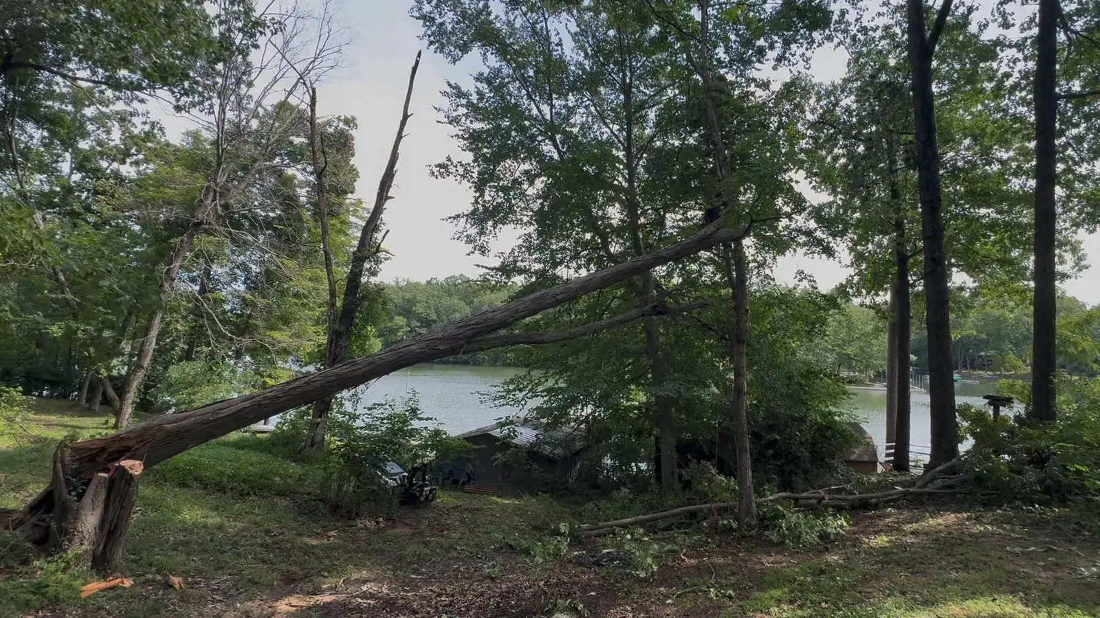 Storm-snapped tree hung up at a steep angle in the branches of neighboring trees on a lakeside property on Lake LaSalle in Brown County, Indiana, with a climber up in the treetops where the trunk is caught