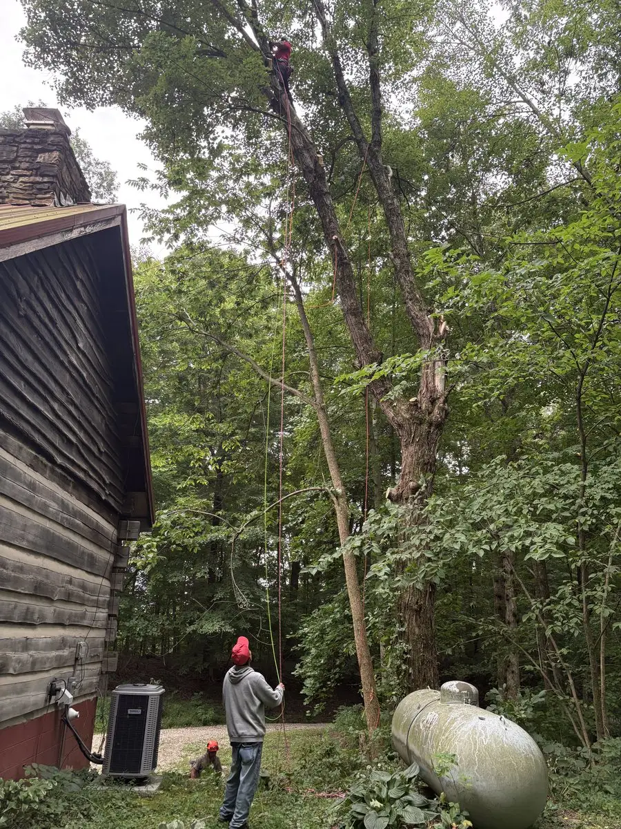 Climber high in a damaged tree leaning over a log home in Morgantown, Indiana while a groundsman handles the ropes beside the air conditioner and propane tank