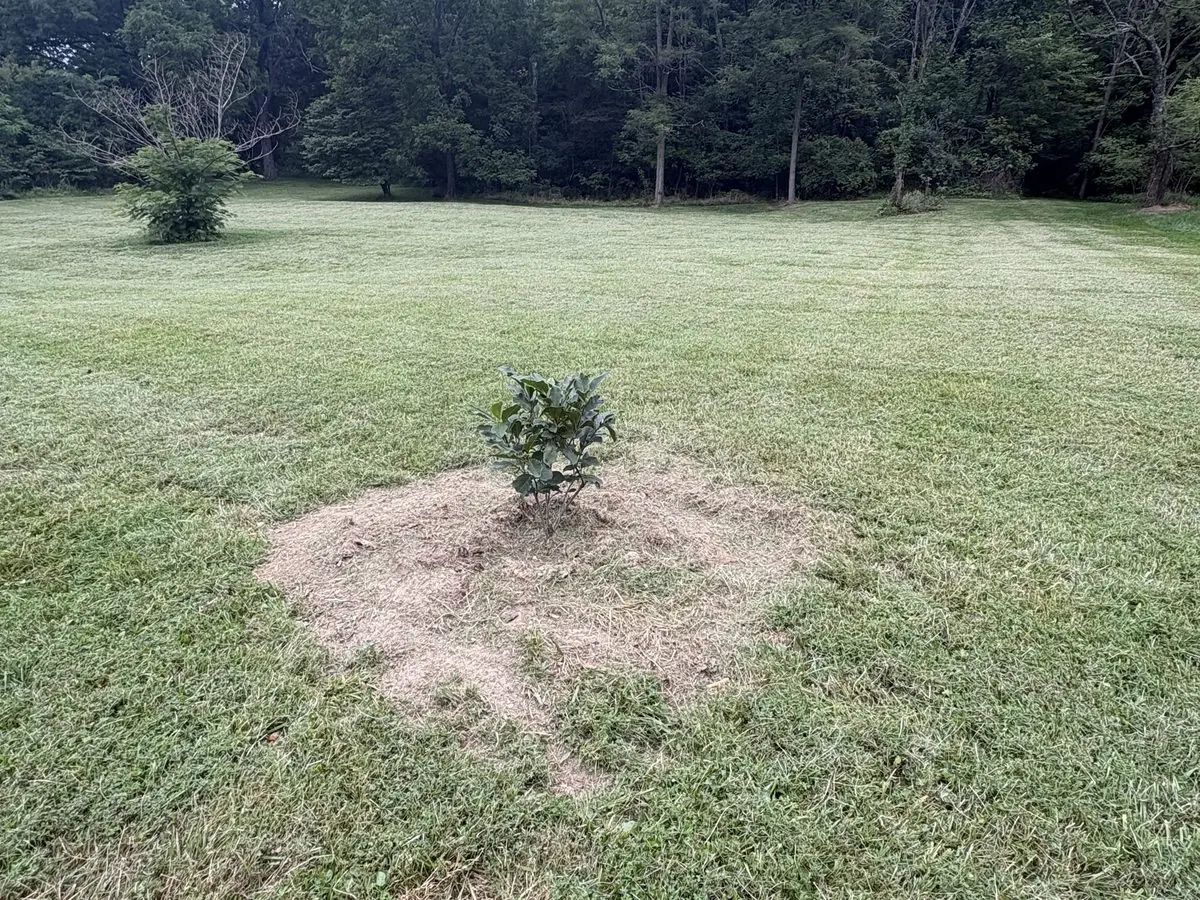 Same lawn after the stump and root ball were removed — a newly planted young magnolia tree in a circle of fresh ground where the stump stood