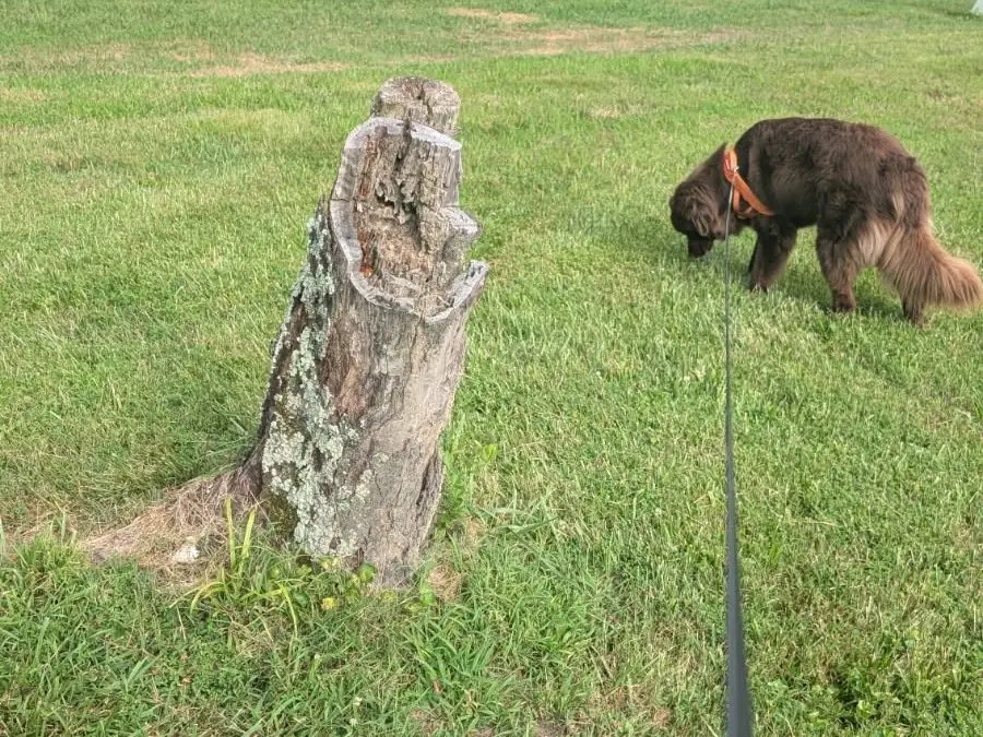 Tall weathered tree stump in a lawn with the family dog nearby before stump grinding and root ball removal in South Central Indiana