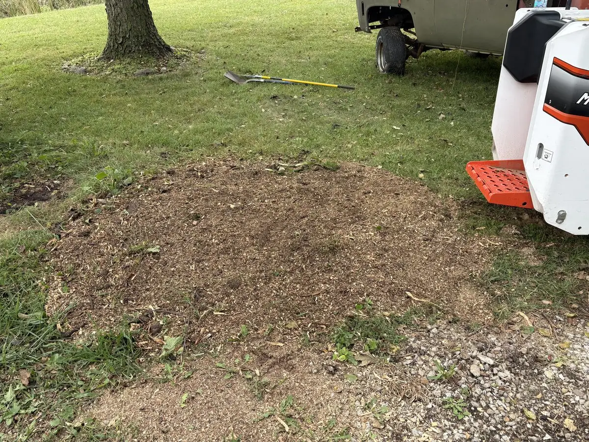 Same lawn in Bargersville, Indiana after deep stump grinding — stump gone, level bed of grindings ready for a new tree to be planted