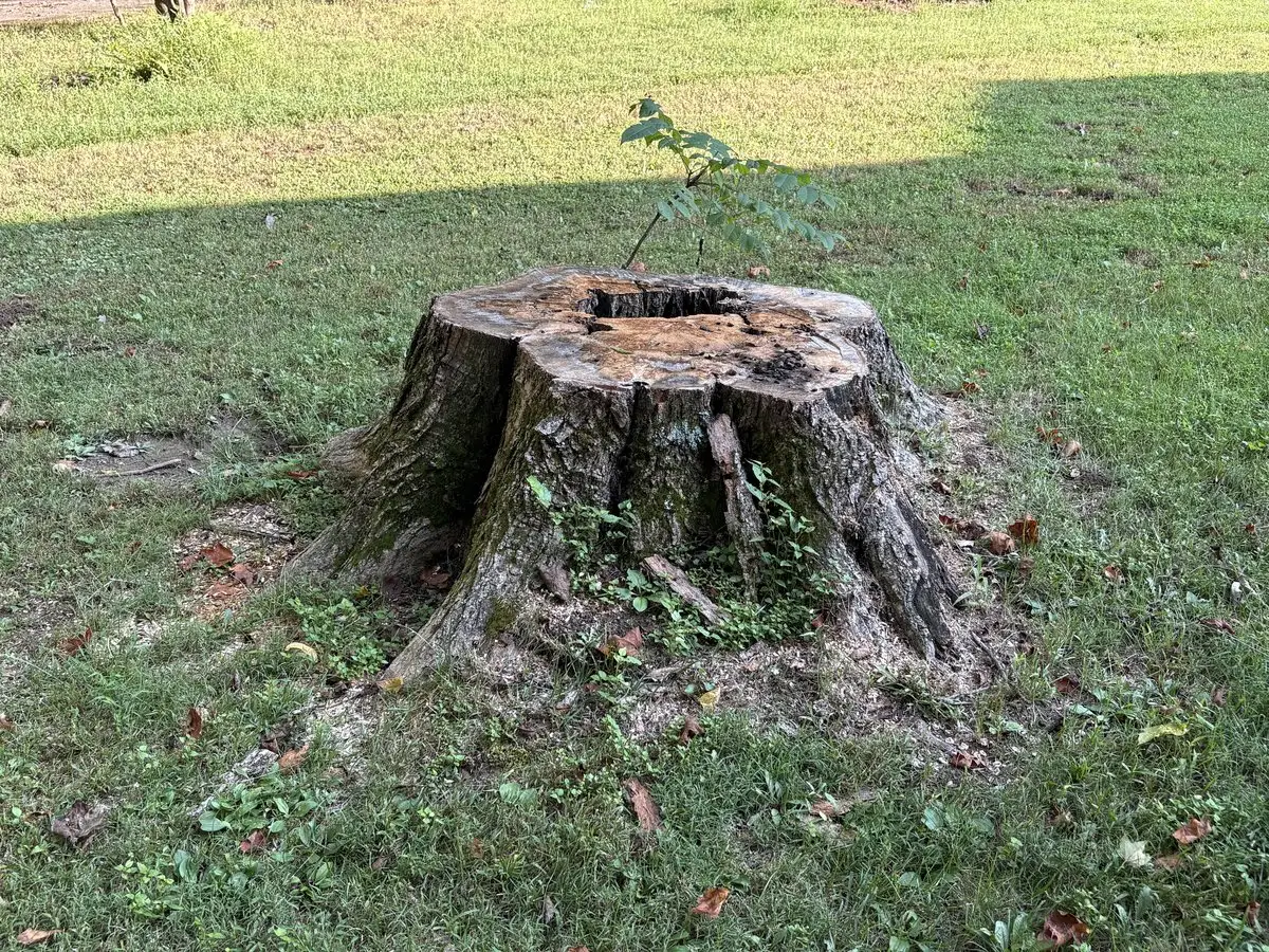 Large old hollow tree stump with flared roots in a lawn before stump grinding in Bargersville, Indiana