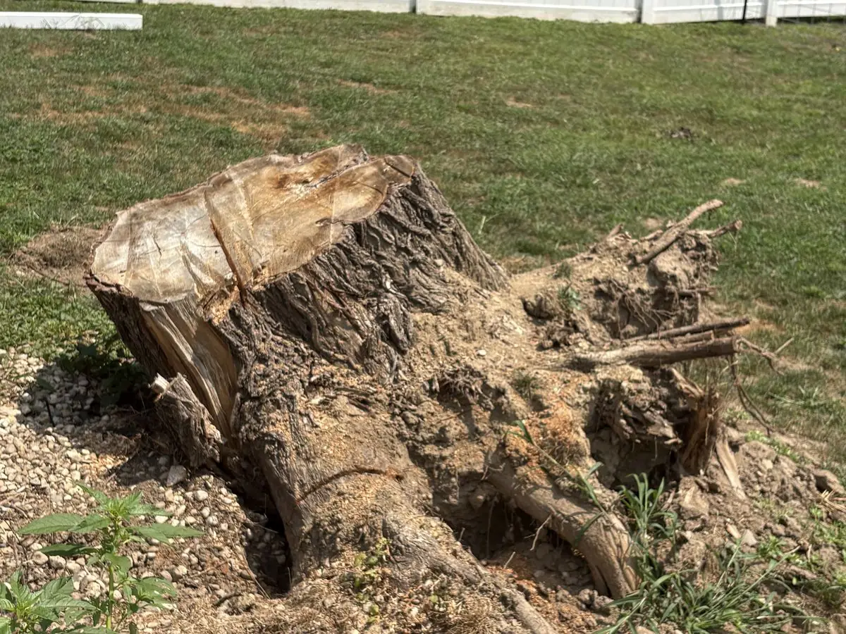 Uprooted stump and exposed root ball in a lawn beside a white vinyl privacy fence before stump grinding in South Central Indiana