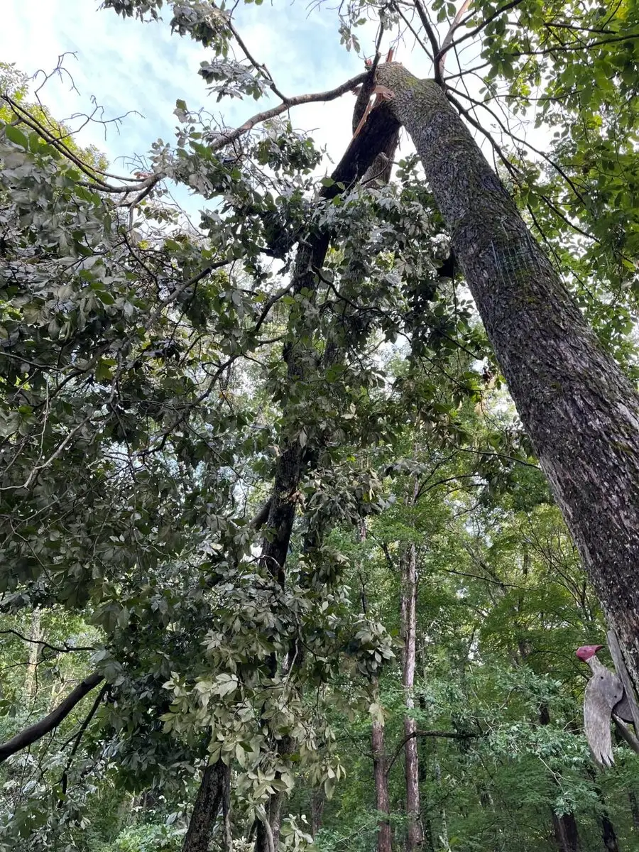 Looking up at a storm-damaged tree in Helmsburg, Indiana with its top broken off and hanging in the canopy