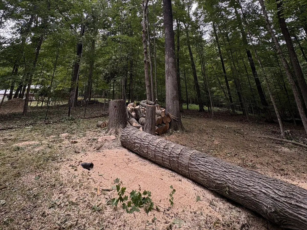 Same wooded yard in Nashville, Indiana with the tree down — trunk on the ground scored into firewood lengths, cut logs stacked, and sawdust where the crew has been cutting