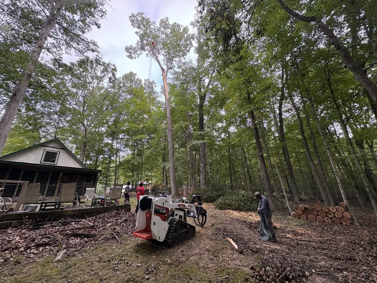 Climber high in a tall storm-damaged tree beside a wooded home in Nashville, Indiana while the ground crew works with a compact loader and a stack of cut logs