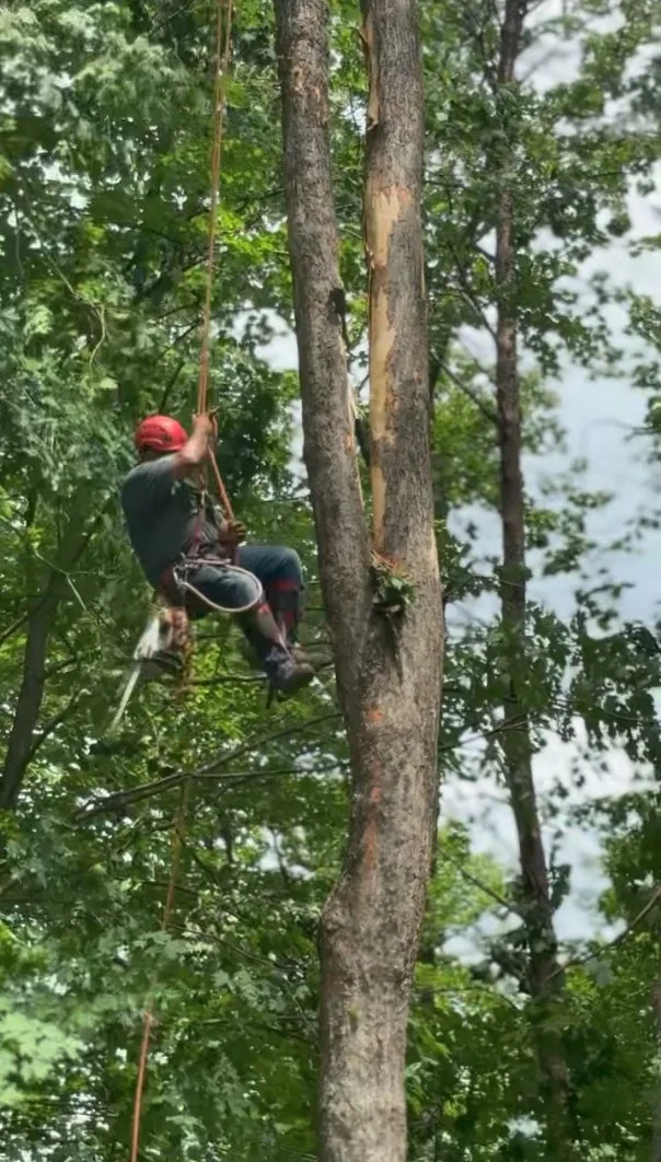 Climber roped into a tall tree during a wooded-lot tree removal in Brown County, Indiana