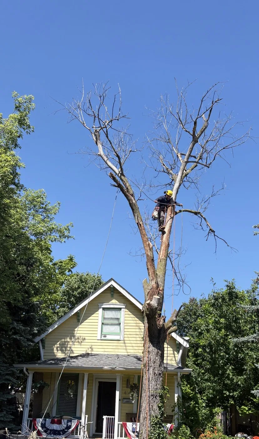Arborist topping a large dead tree over a home during a tree removal in South Central Indiana