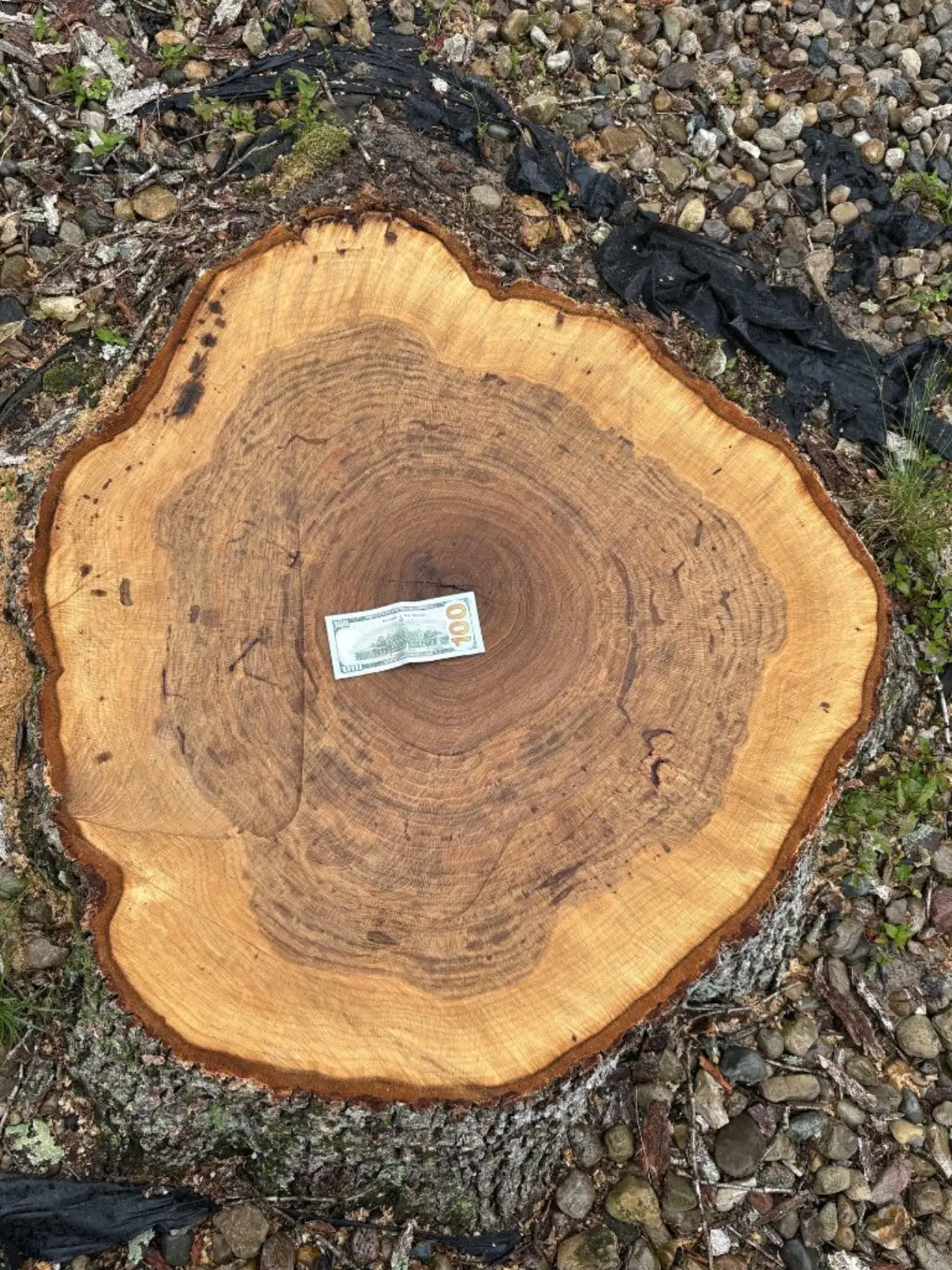 Large tree cross-section cut during tree removal in Brown County, Indiana