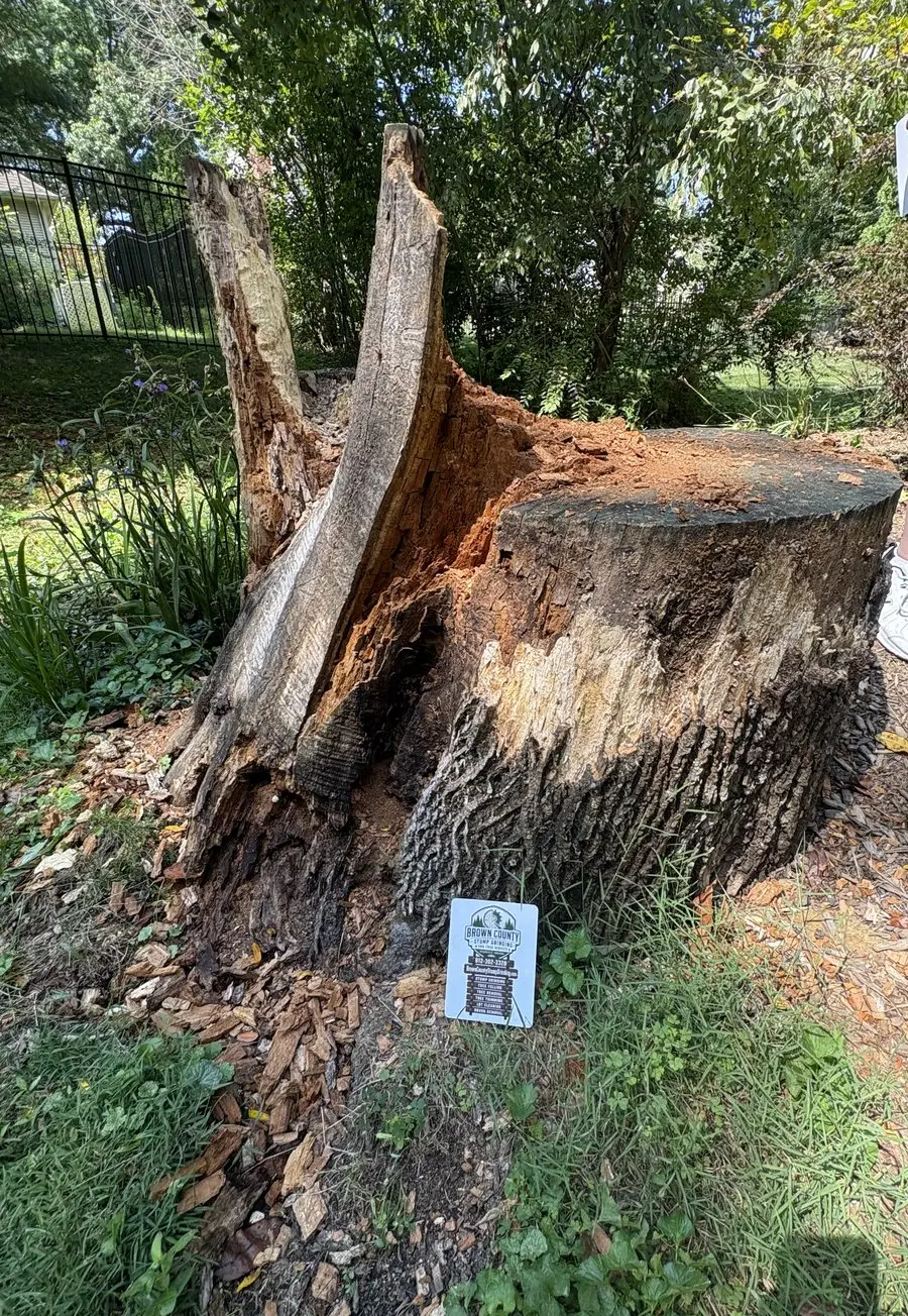 Big hollowed-out hardwood stump with a split, rotted spur, our business card propped at its base, before stump grinding in South Central Indiana