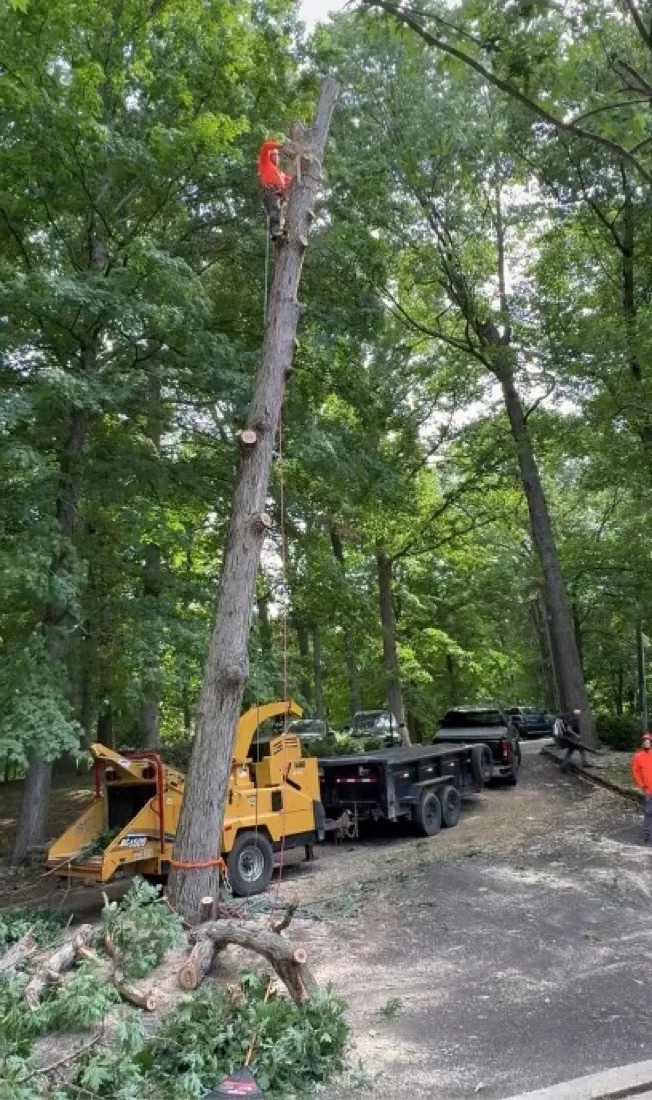 Climber limbing the tree from the top down while the chipper and trailer stage below