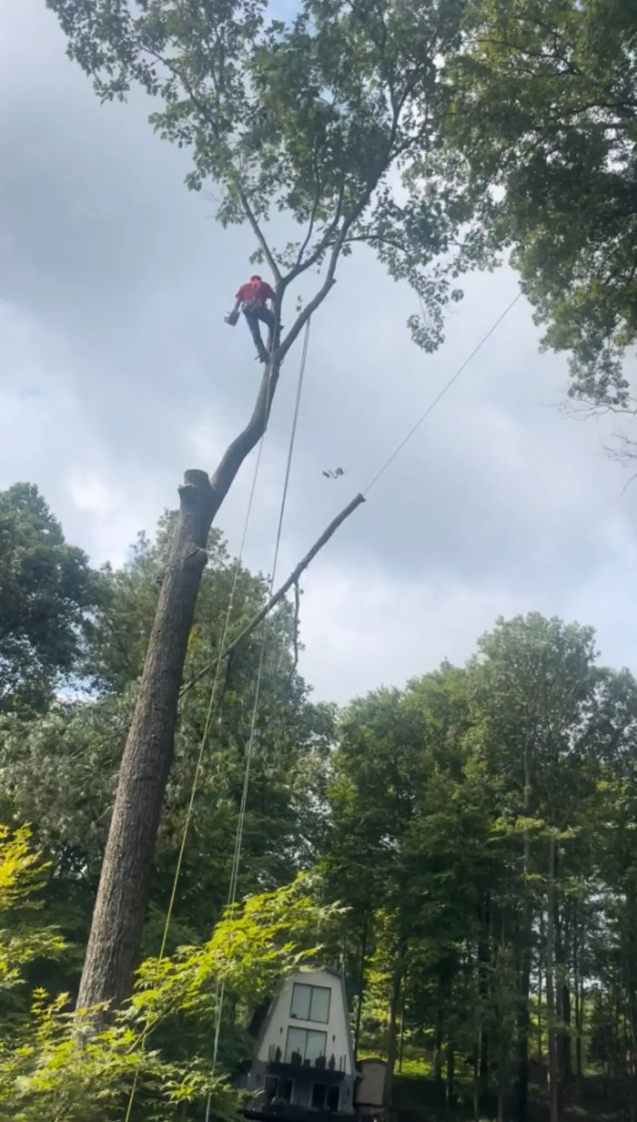 Climber high in a tall tree taking it down piece by piece during a tree removal in Brown County, Indiana