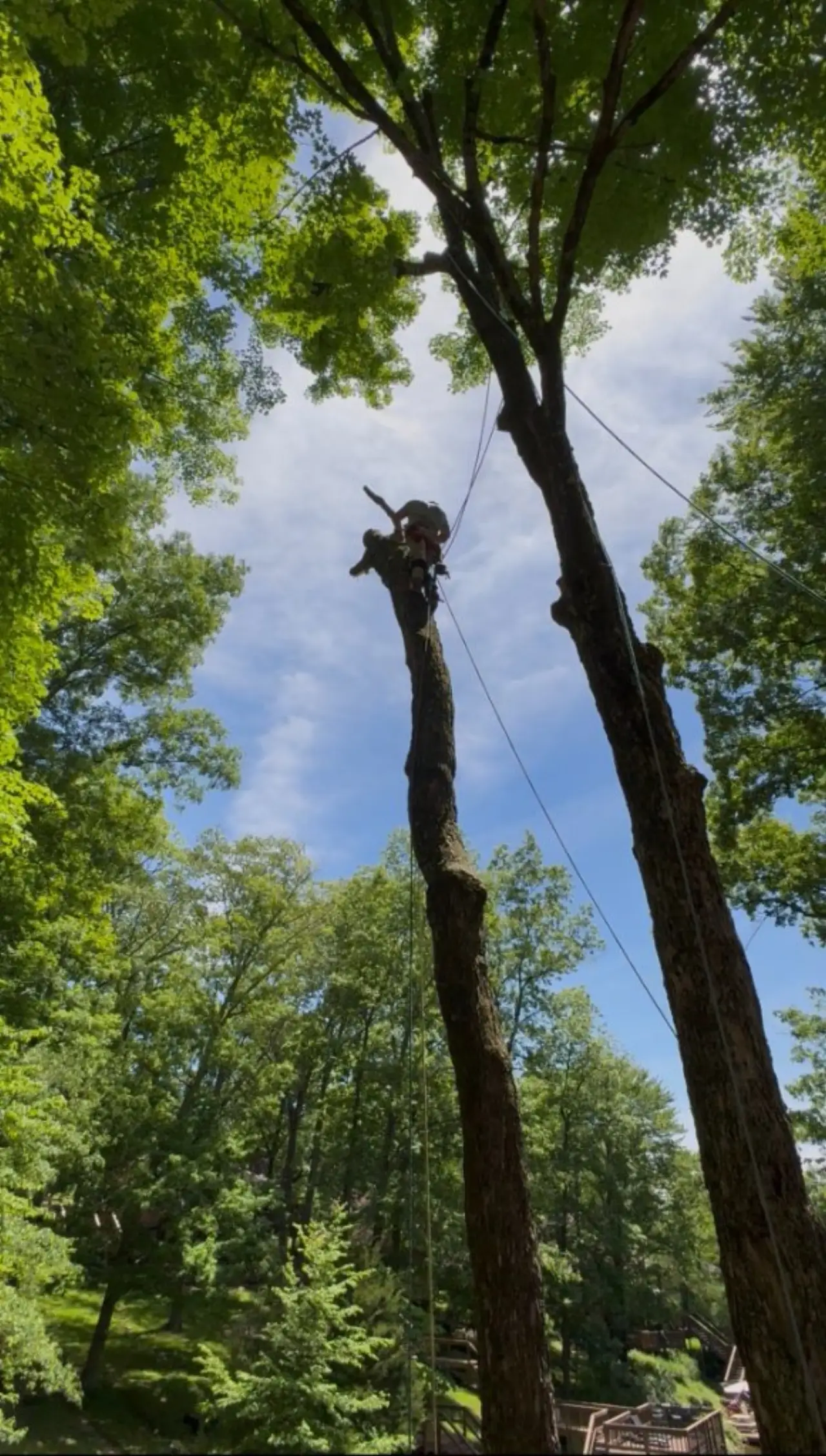 Brush and tree debris cleared from a property in Brown County, Indiana