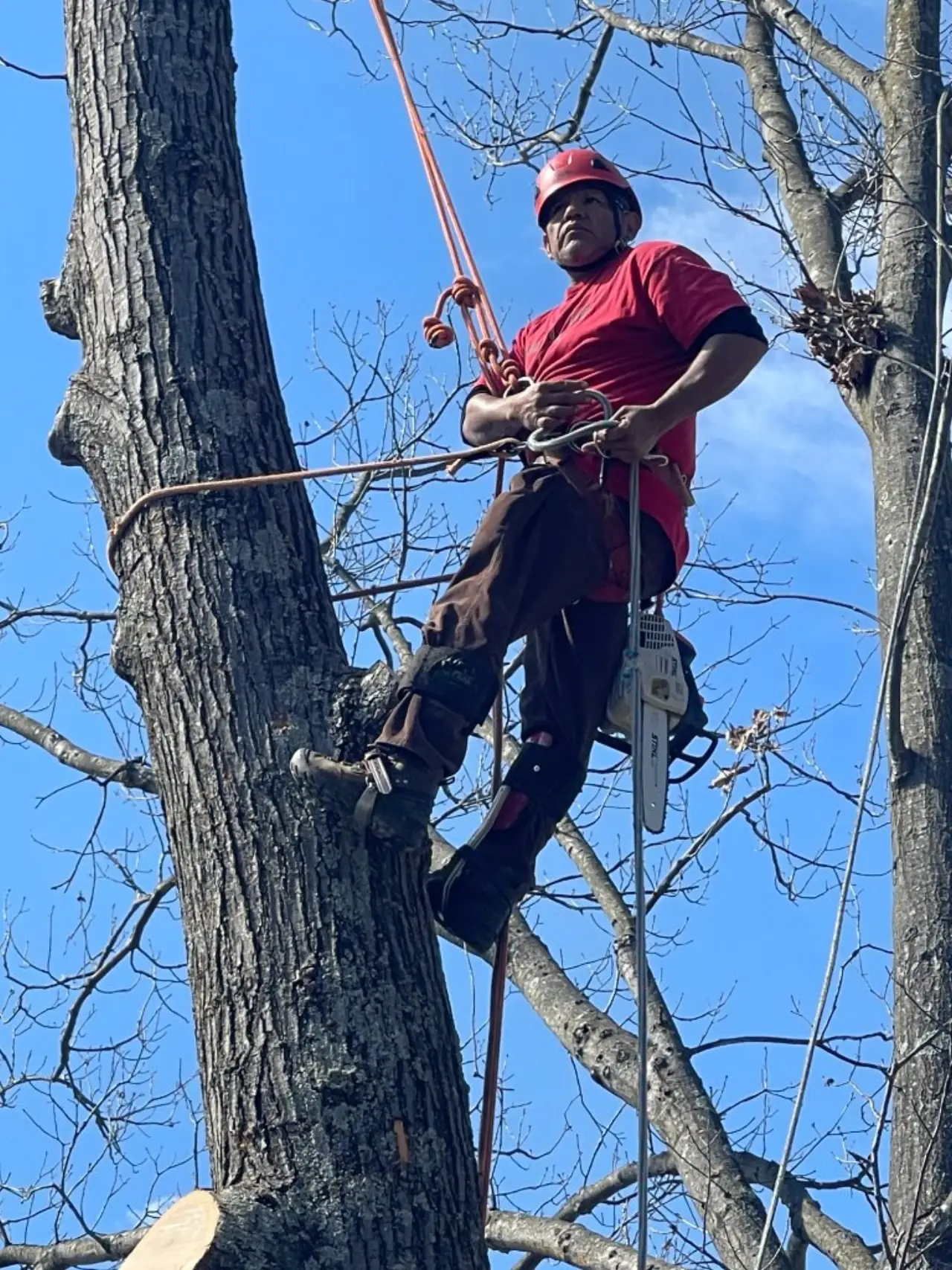 Climber felling a tall tree section by section in South Central Indiana