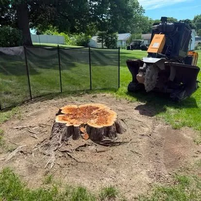 Very large fresh-cut tree stump ready for grinding in South Central Indiana