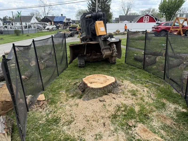 Stump grinding job set up with safety screens around a large stump in South Central Indiana