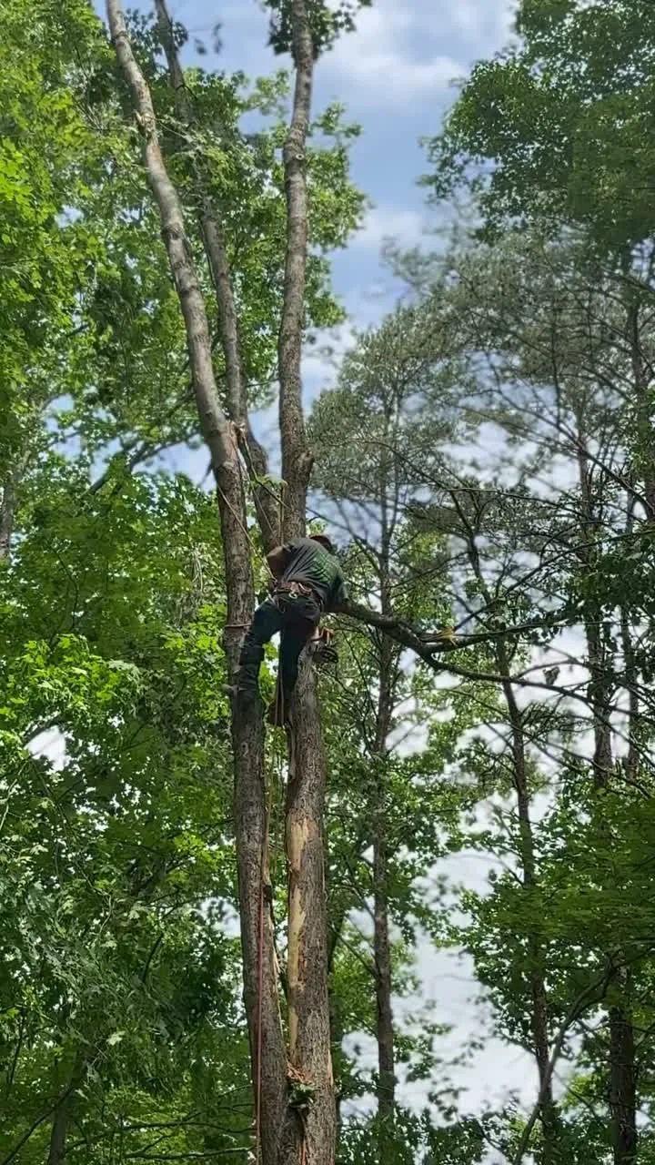 Arborist climbing high into a tall tree during a storm-damage tree removal in Brown County, Indiana