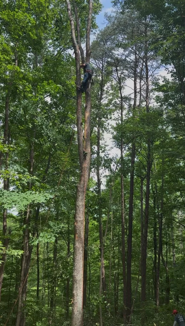 Arborist climbing a very tall tree during a removal on a wooded lot in South Central Indiana