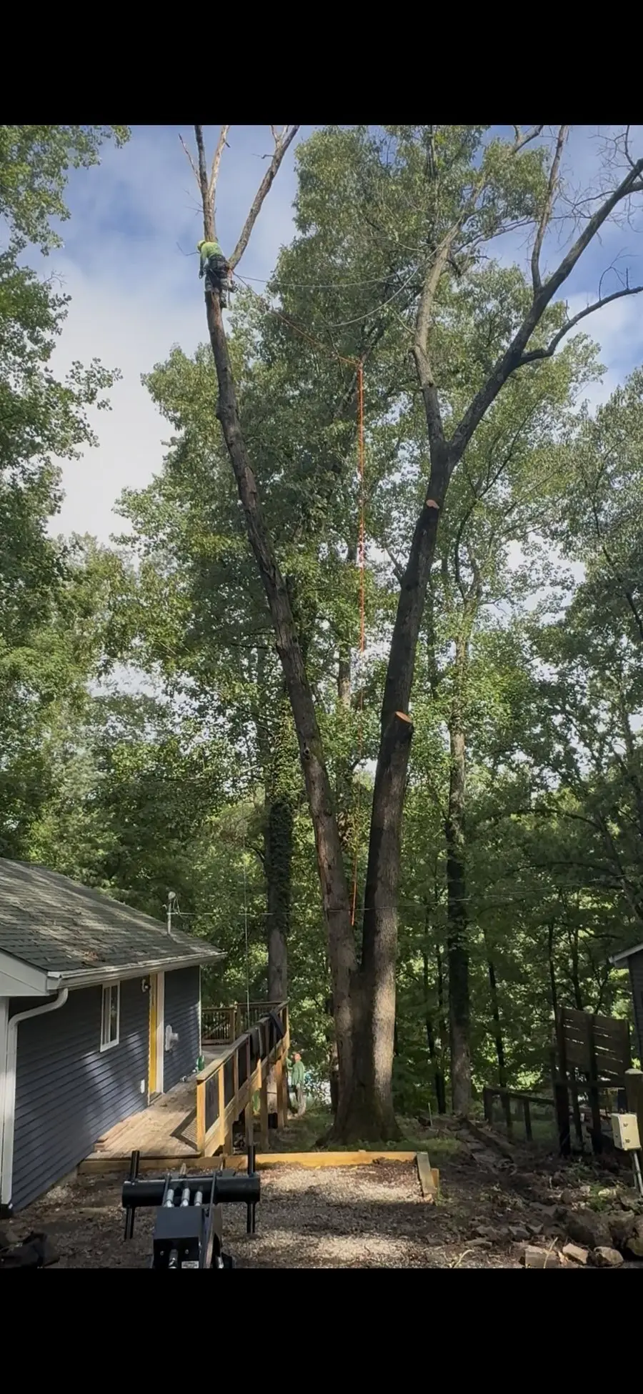Climber roped in near the very top of a towering hardwood beside a lake house and deck, taking it down from the top in Nineveh, Indiana