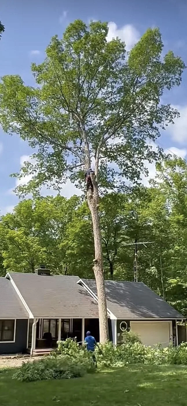 Climber high in a tall tree removing it over a house while a groundsman clears brush in Brown County, Indiana