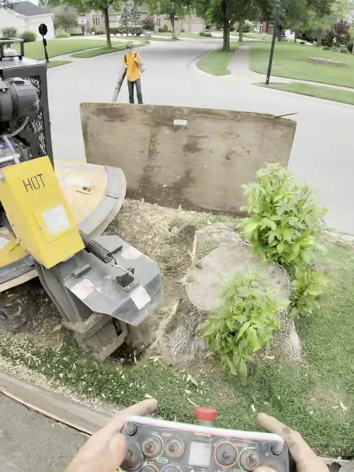 Operator running a remote-controlled stump grinder on a stump — big-job equipment in South Central Indiana