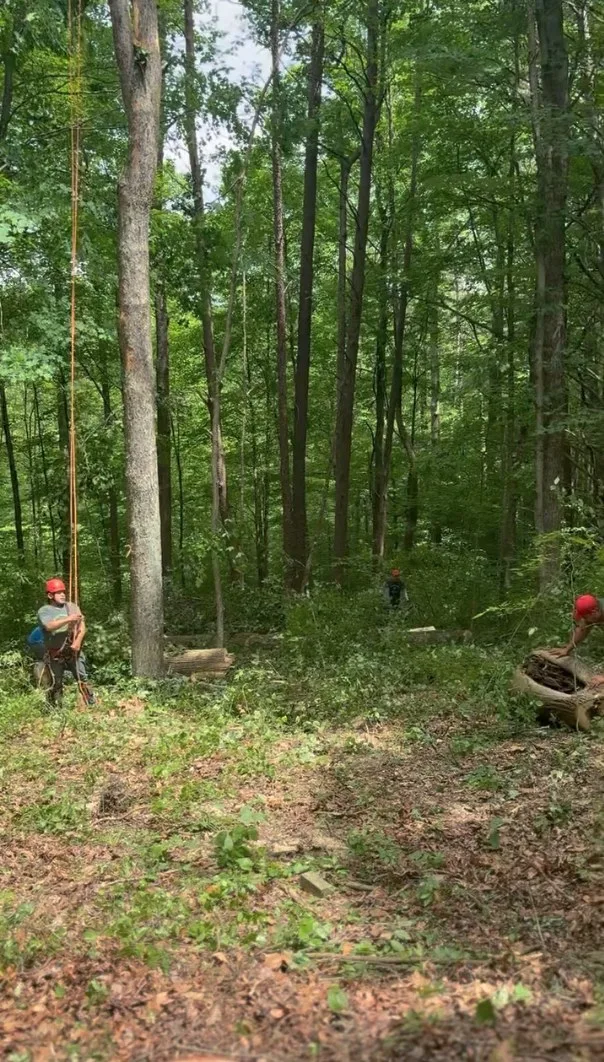 Tree crew working a tall tree removal on a forested property in South Central Indiana